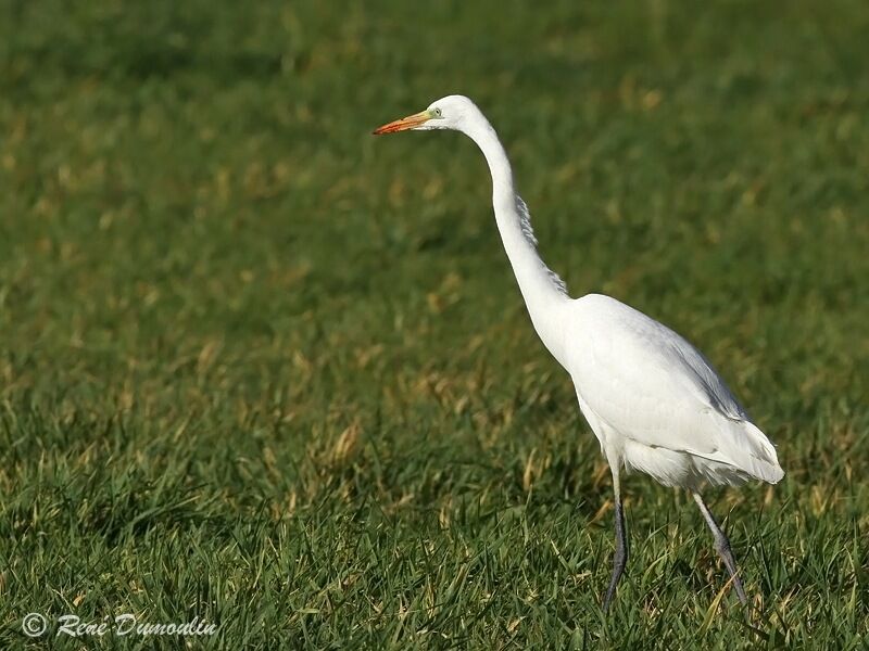 Grande Aigrette, identification