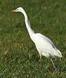 Grande Aigrette