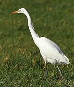 Grande Aigrette