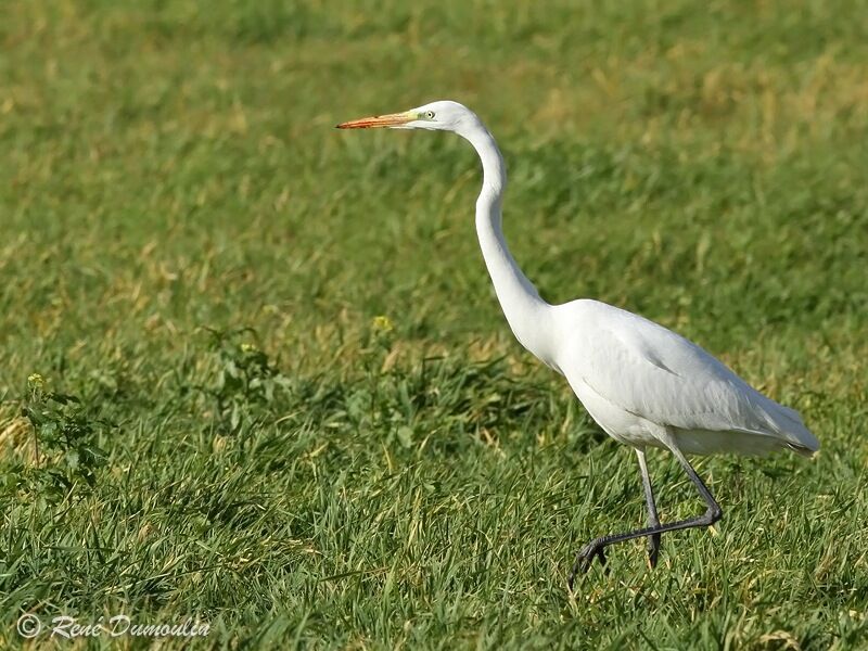 Great Egret, identification