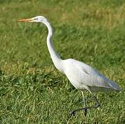 Great Egret