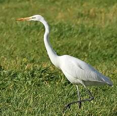 Grande Aigrette