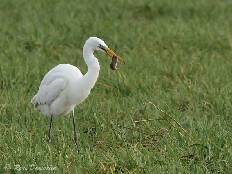 Grande Aigrette, identification, régime