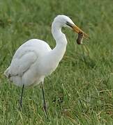 Grande Aigrette