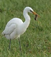 Grande Aigrette