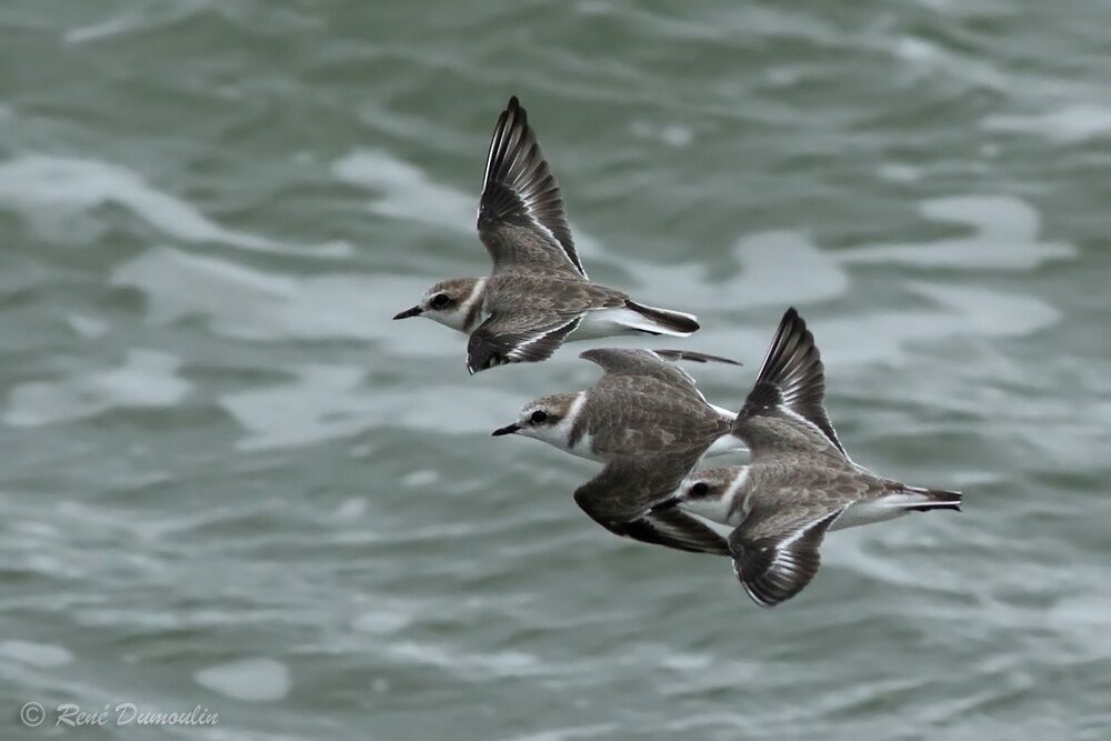 Kentish Plover, Flight