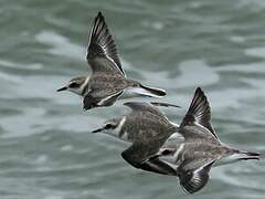 Kentish Plover