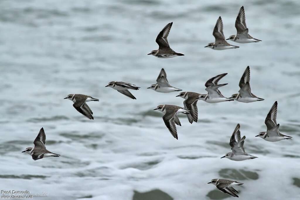 Kentish Plover, Flight, Behaviour