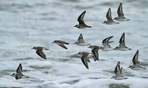 Kentish Plover