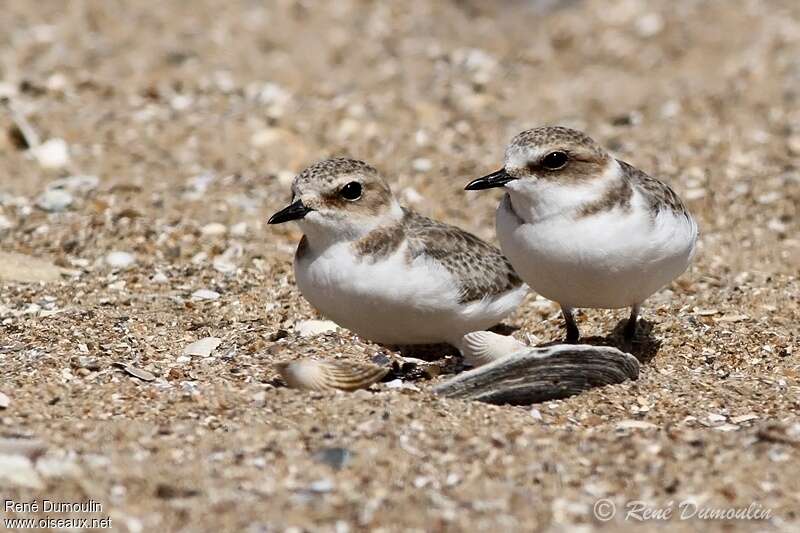 Kentish Ploveradult post breeding, Behaviour