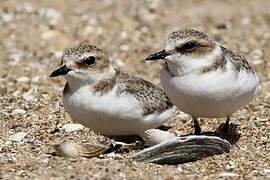 Kentish Plover