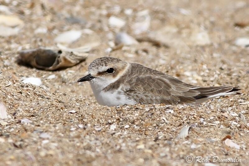 Kentish Ploveradult post breeding, identification