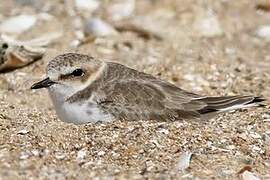 Kentish Plover