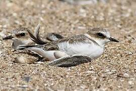 Kentish Plover