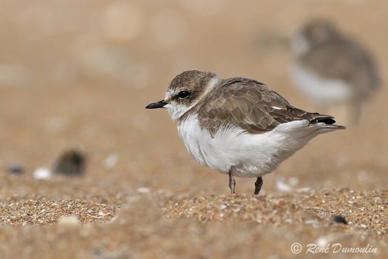 Kentish Plover, identification