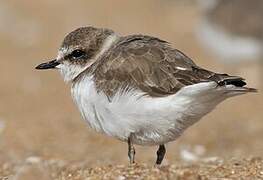 Kentish Plover