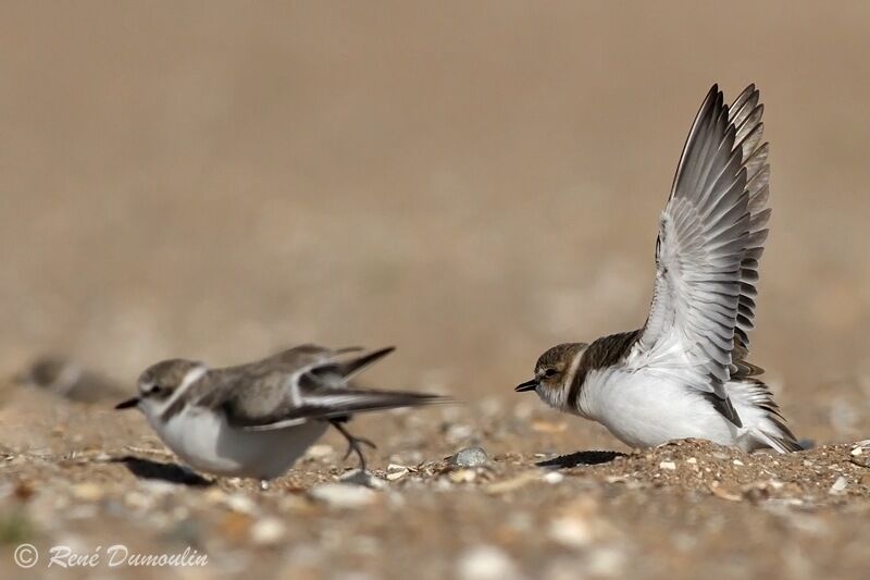 Kentish Plover, Behaviour