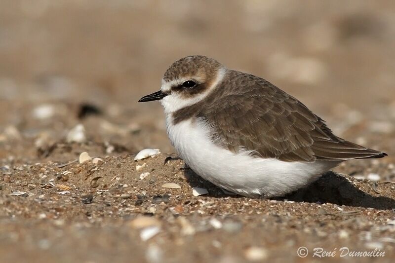 Kentish Ploveradult post breeding, identification