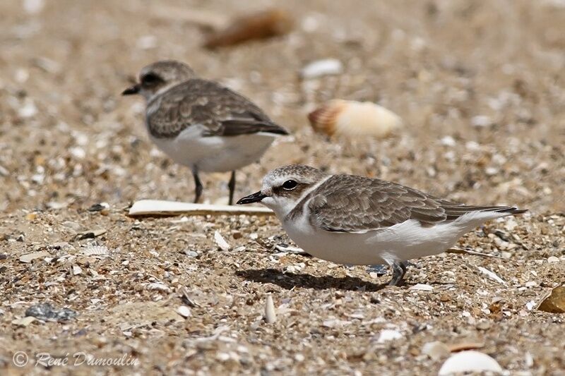 Kentish Ploveradult, identification