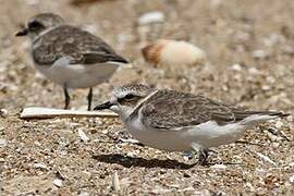 Kentish Plover