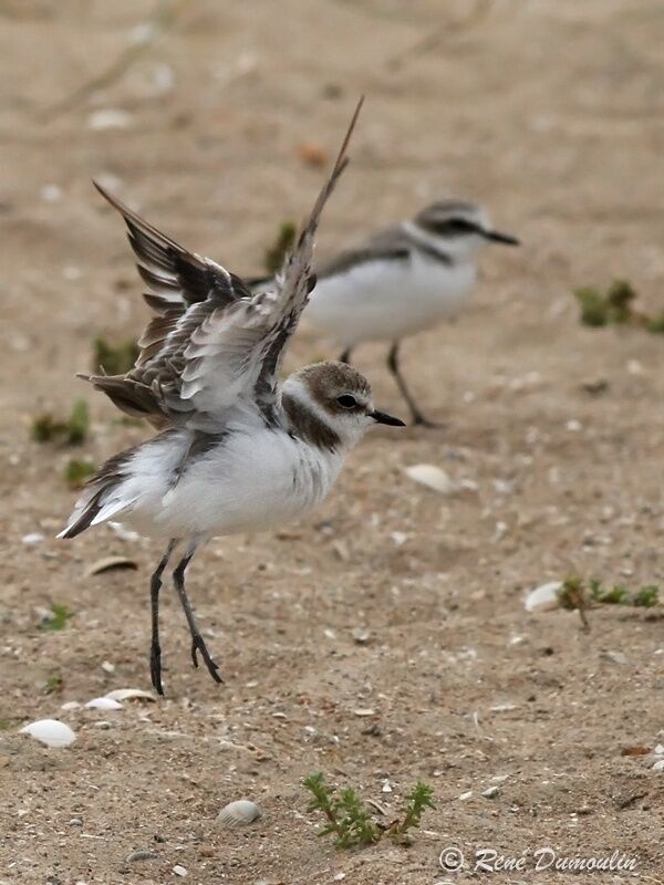 Kentish Plover, Flight