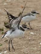 Kentish Plover