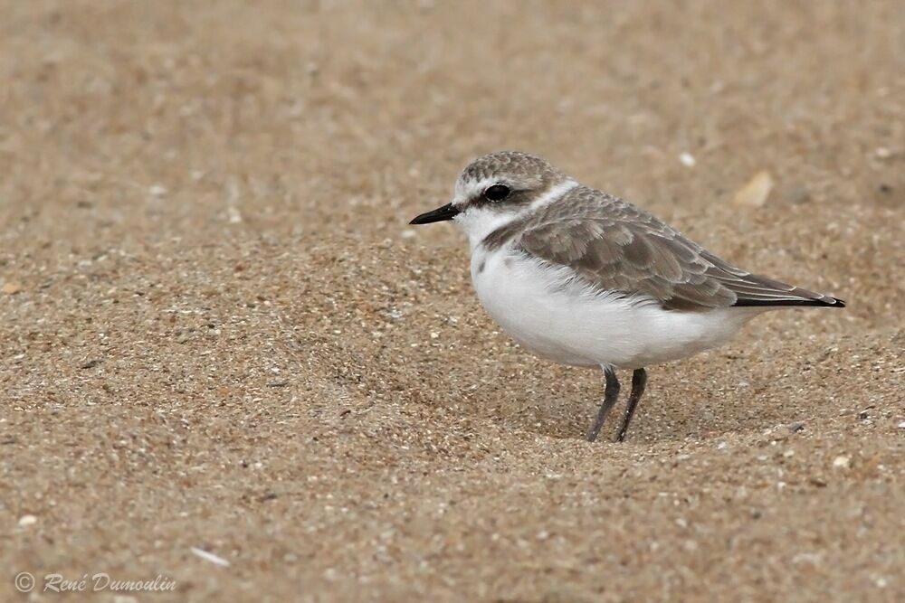 Kentish Plover, identification