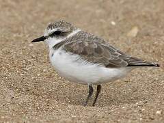 Kentish Plover