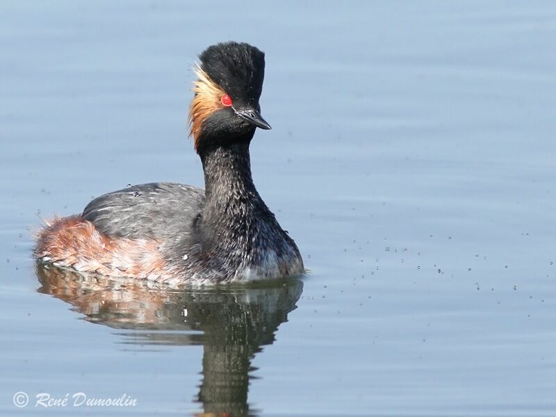 Black-necked Grebeadult, identification