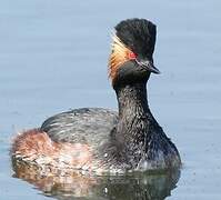 Black-necked Grebe