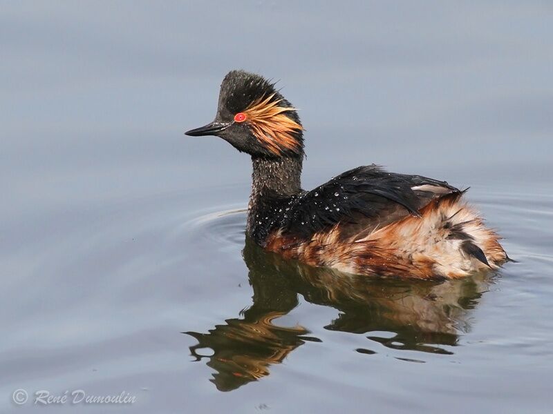 Black-necked Grebeadult breeding, identification