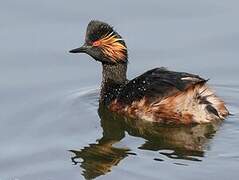 Black-necked Grebe