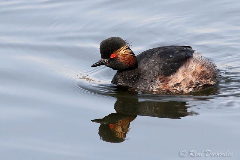 Black-necked Grebeadult breeding, identification