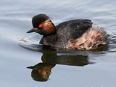 Black-necked Grebe