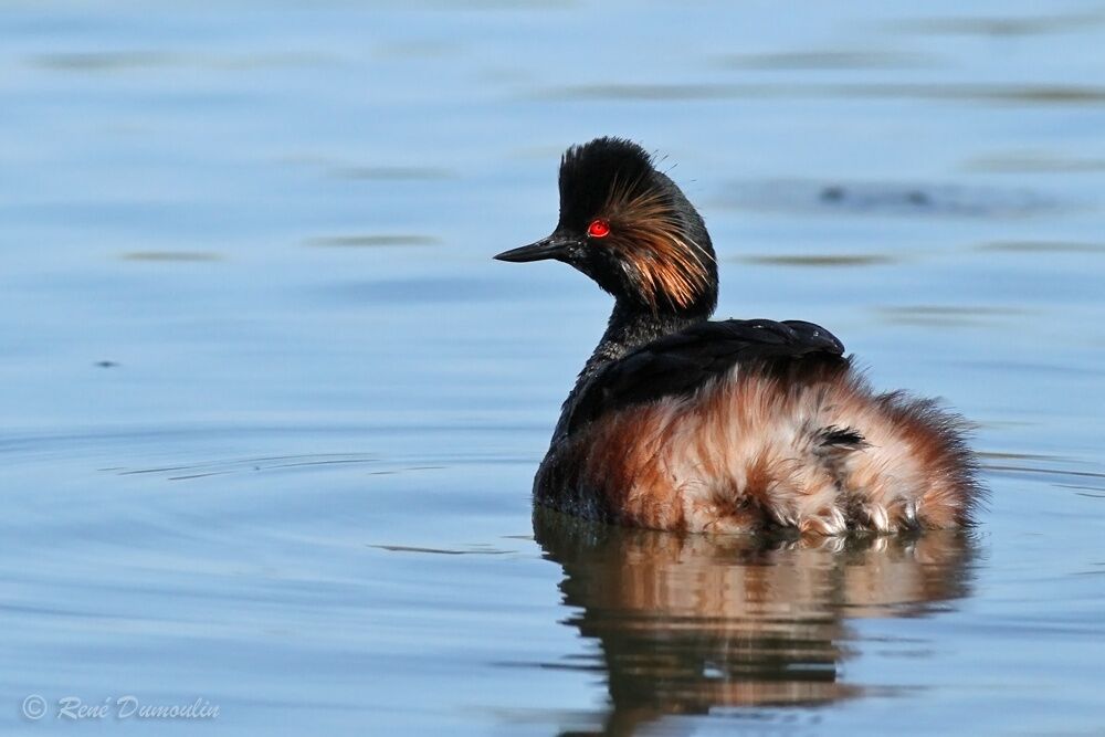 Black-necked Grebeadult breeding, identification