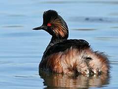 Black-necked Grebe