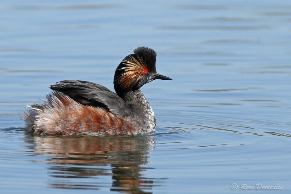 Black-necked Grebeadult breeding, identification