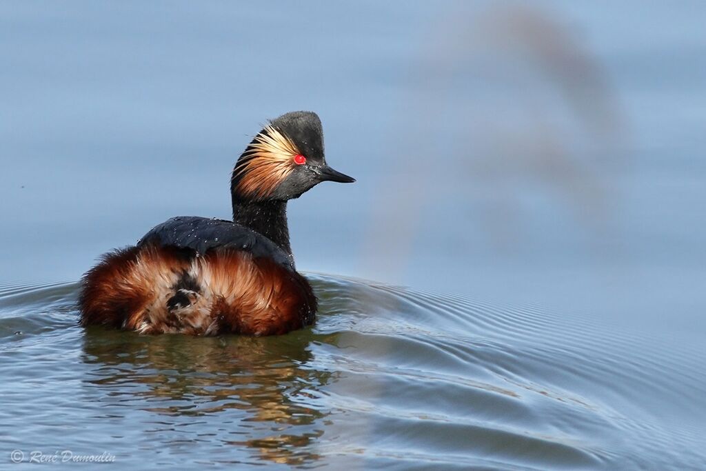 Black-necked Grebeadult breeding, identification