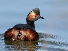 Black-necked Grebe