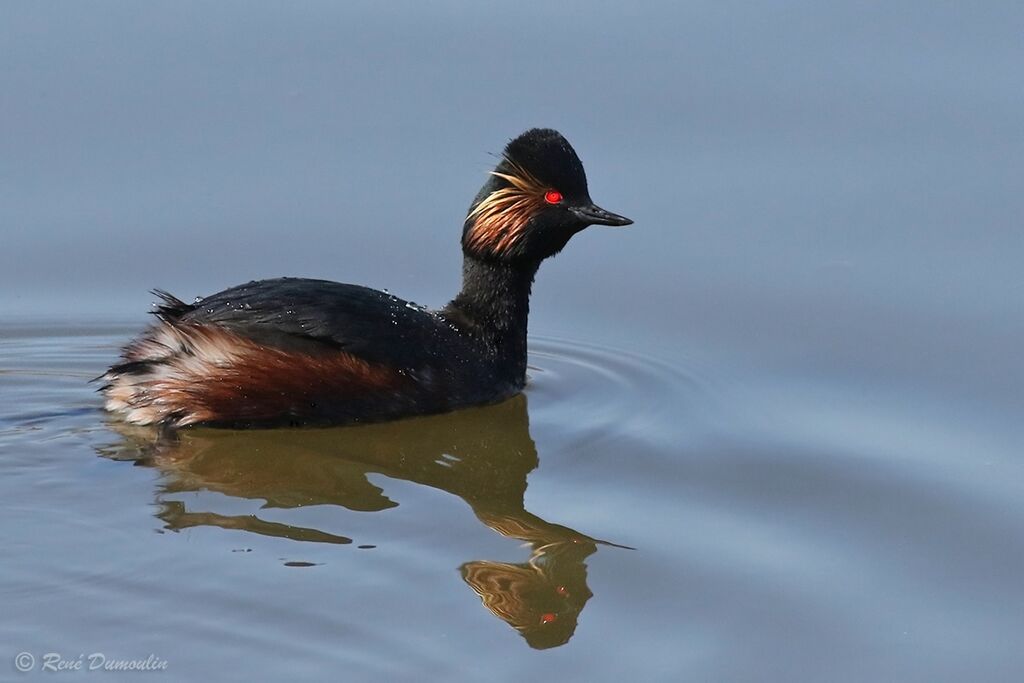 Black-necked Grebeadult breeding, identification