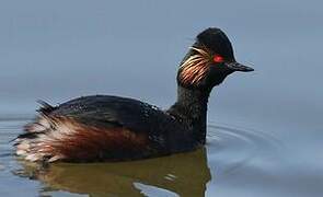 Black-necked Grebe