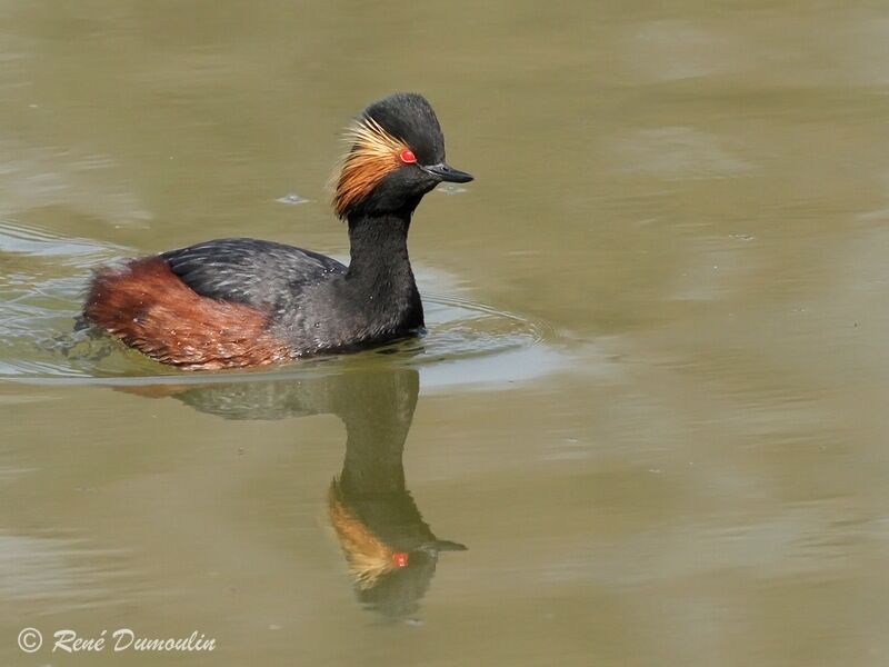 Black-necked Grebeadult breeding, identification