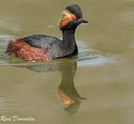 Black-necked Grebe