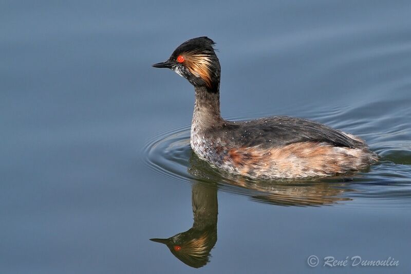 Black-necked Grebeadult breeding, identification