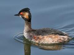 Black-necked Grebe