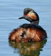 Black-necked Grebe