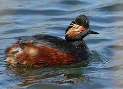 Black-necked Grebe