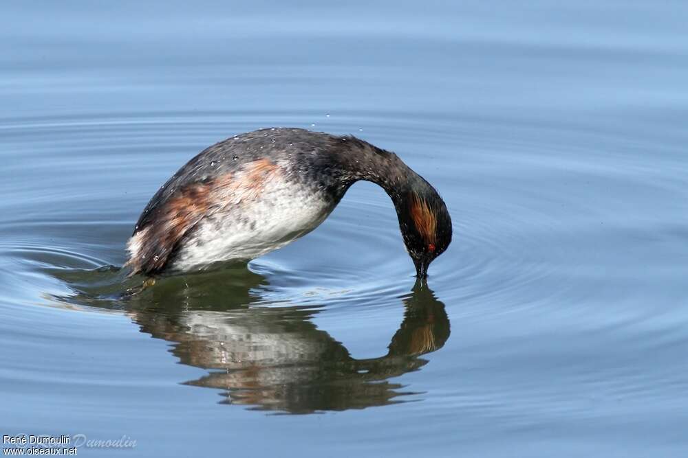 Black-necked Grebeadult, swimming