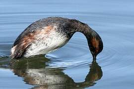 Black-necked Grebe