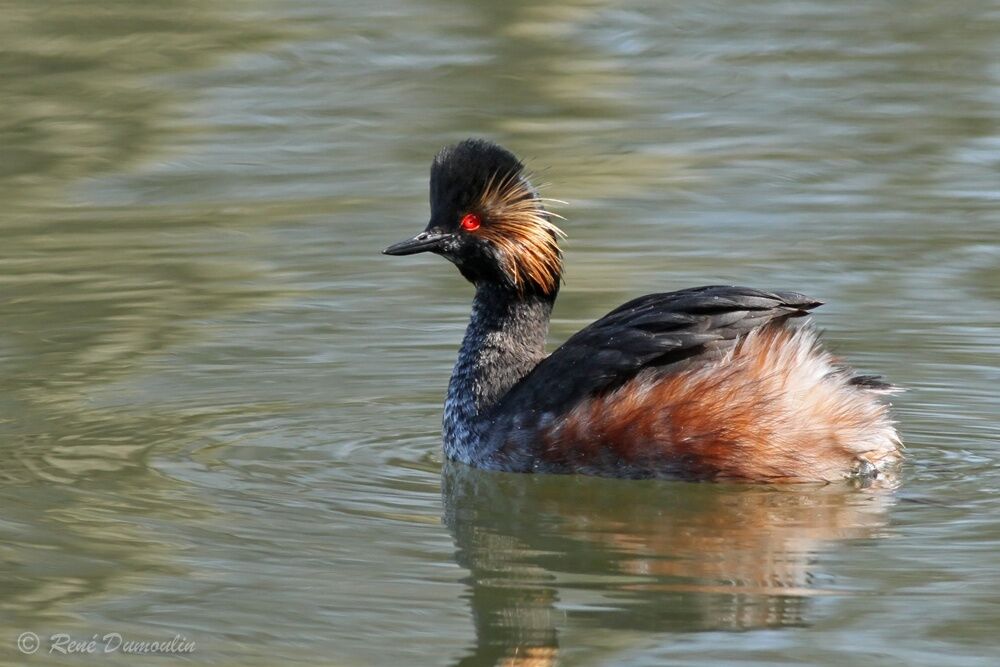 Black-necked Grebeadult breeding, identification